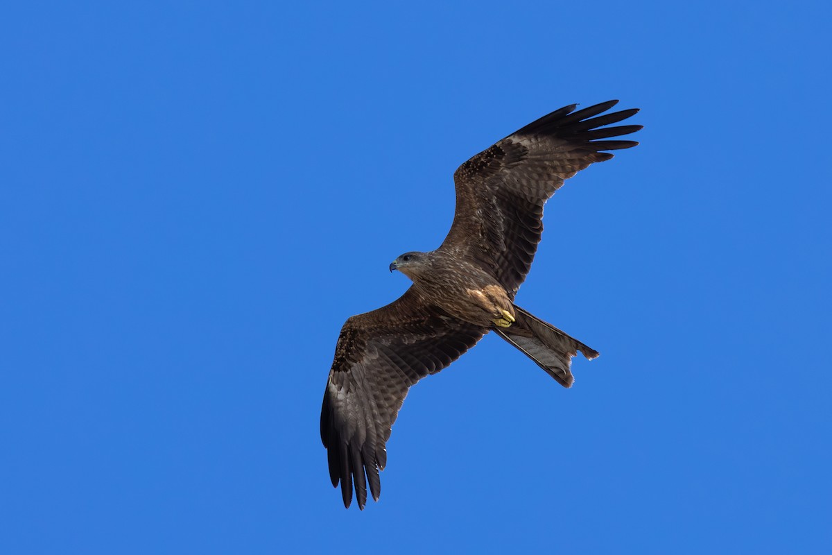 Kara Çaylak [migrans grubu] - ML647542154