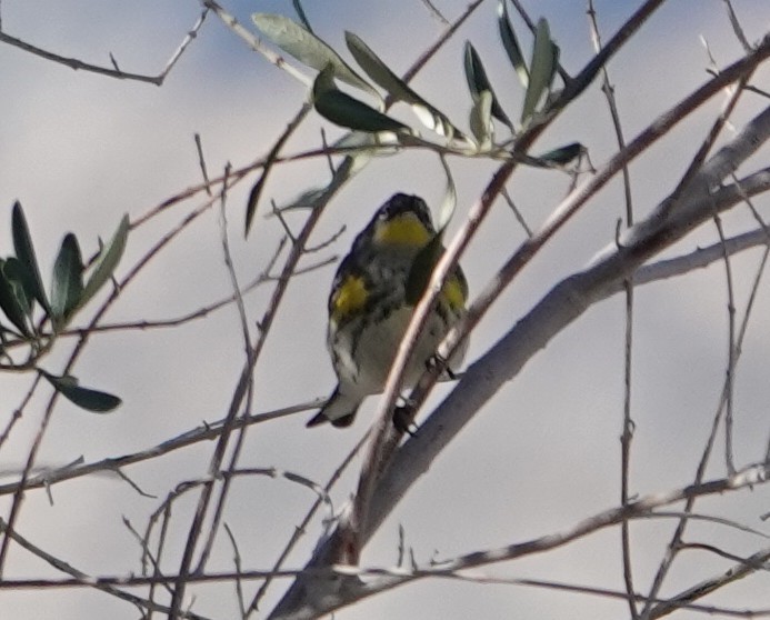 Yellow-rumped Warbler - ML647542155
