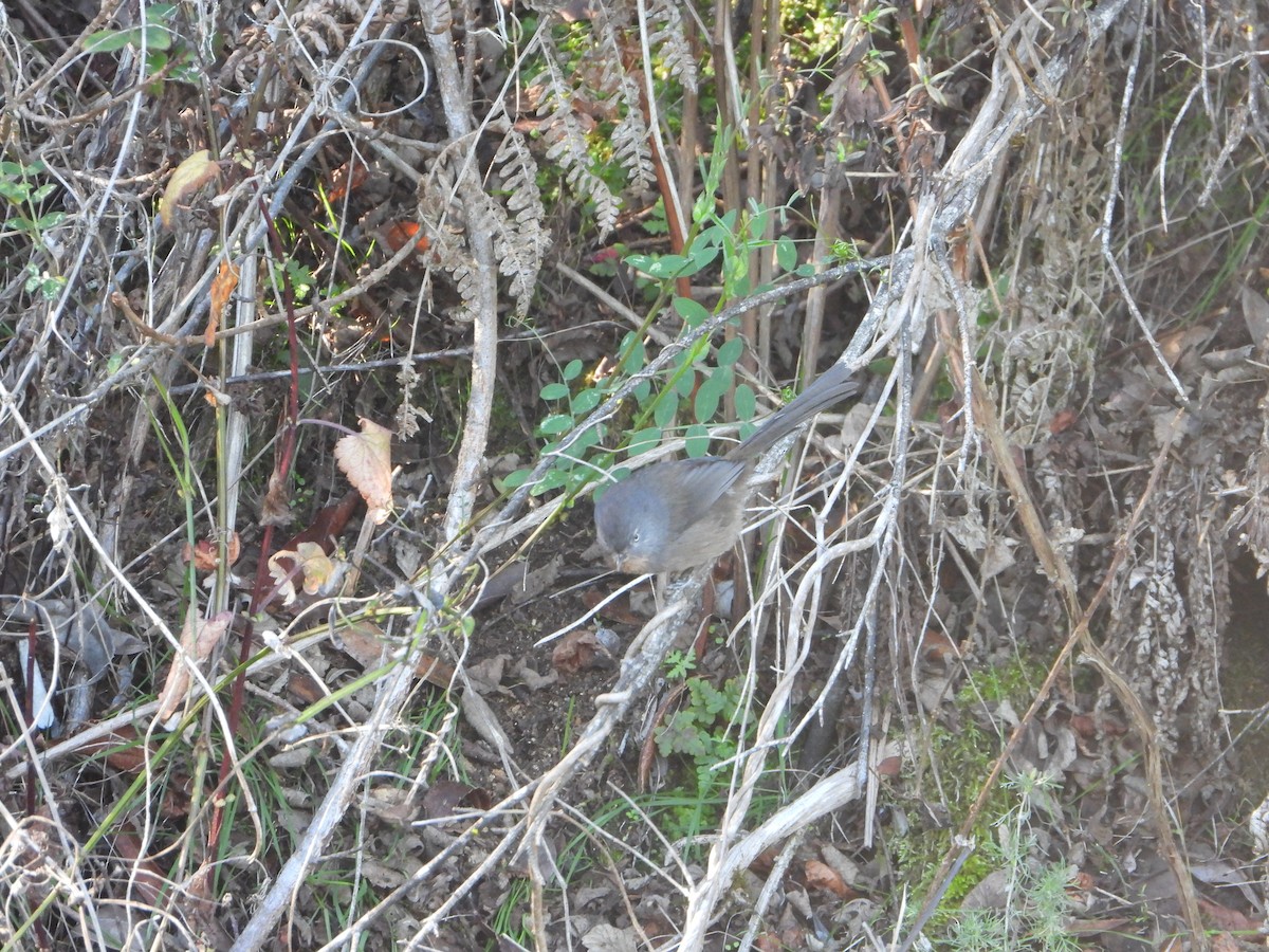 Wrentit - ML647542156