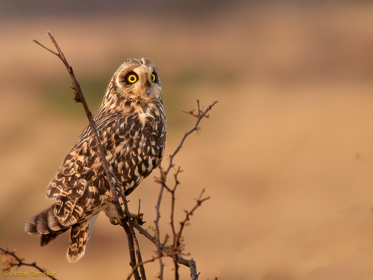 Kır Baykuşu - ML647542203