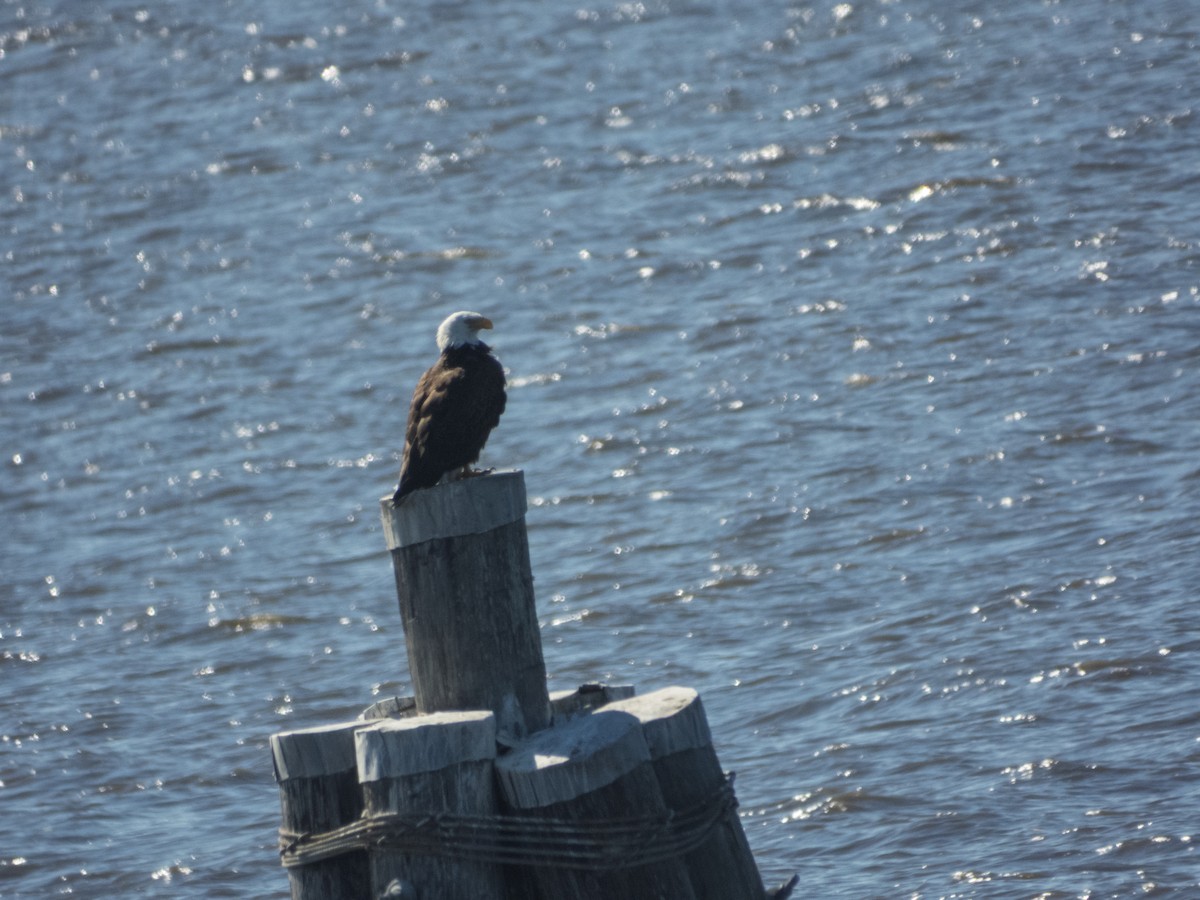 Ak Başlı Kartal - ML647542219