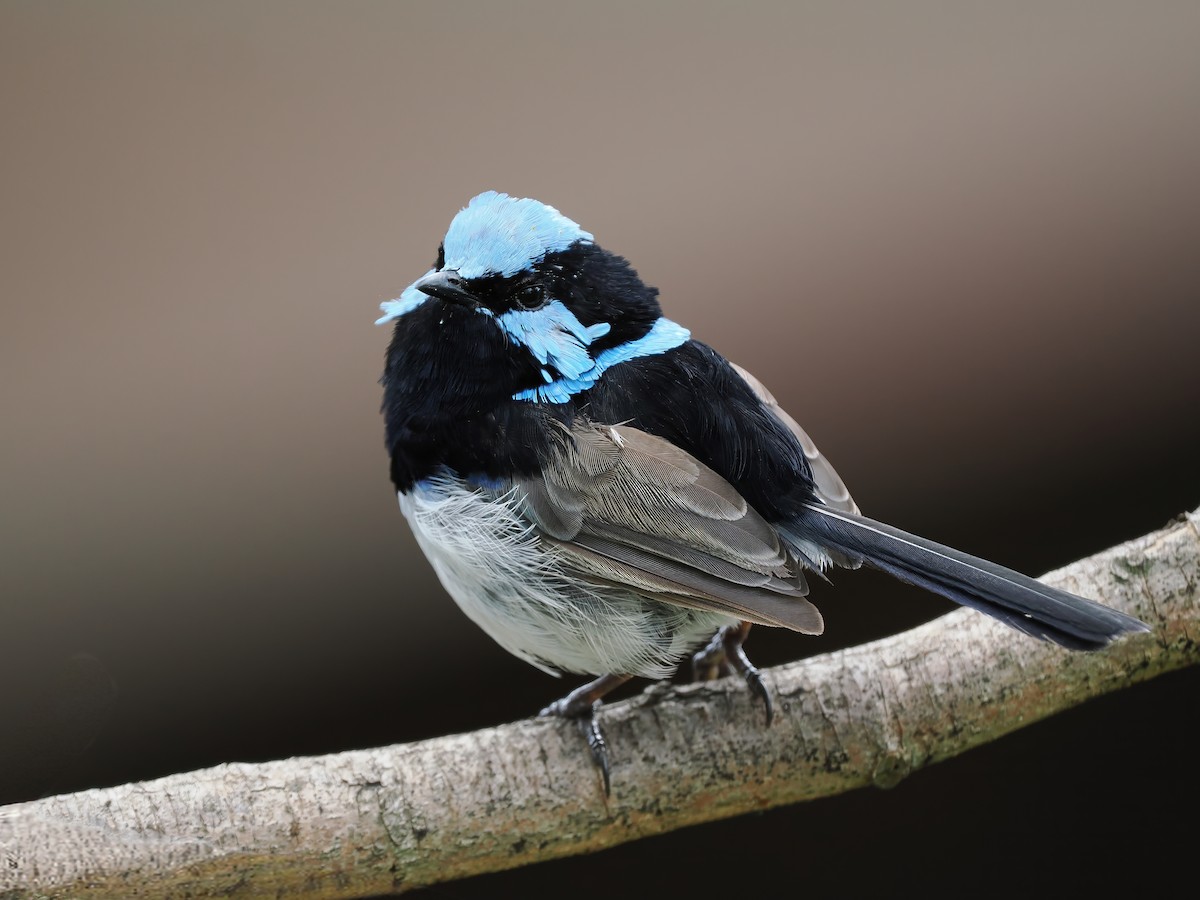 Muhteşem Peribülbülü - ML647542222