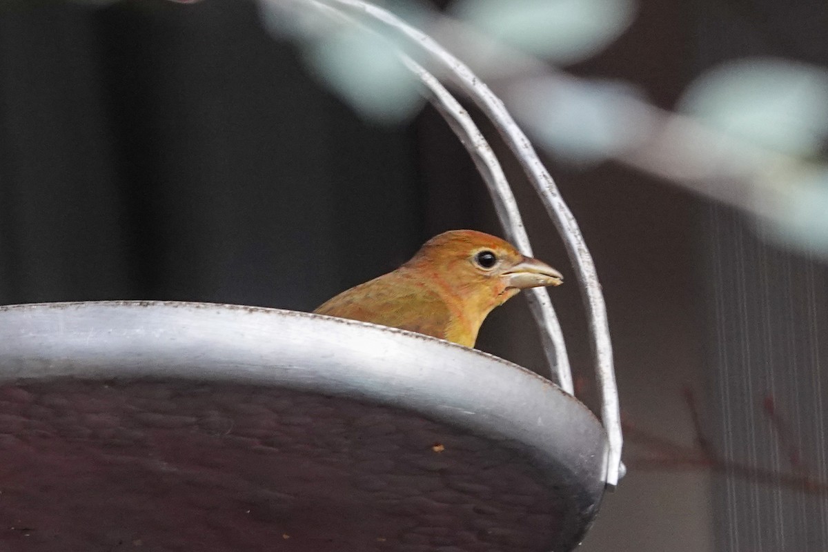 Kırmızı Piranga - ML647542223