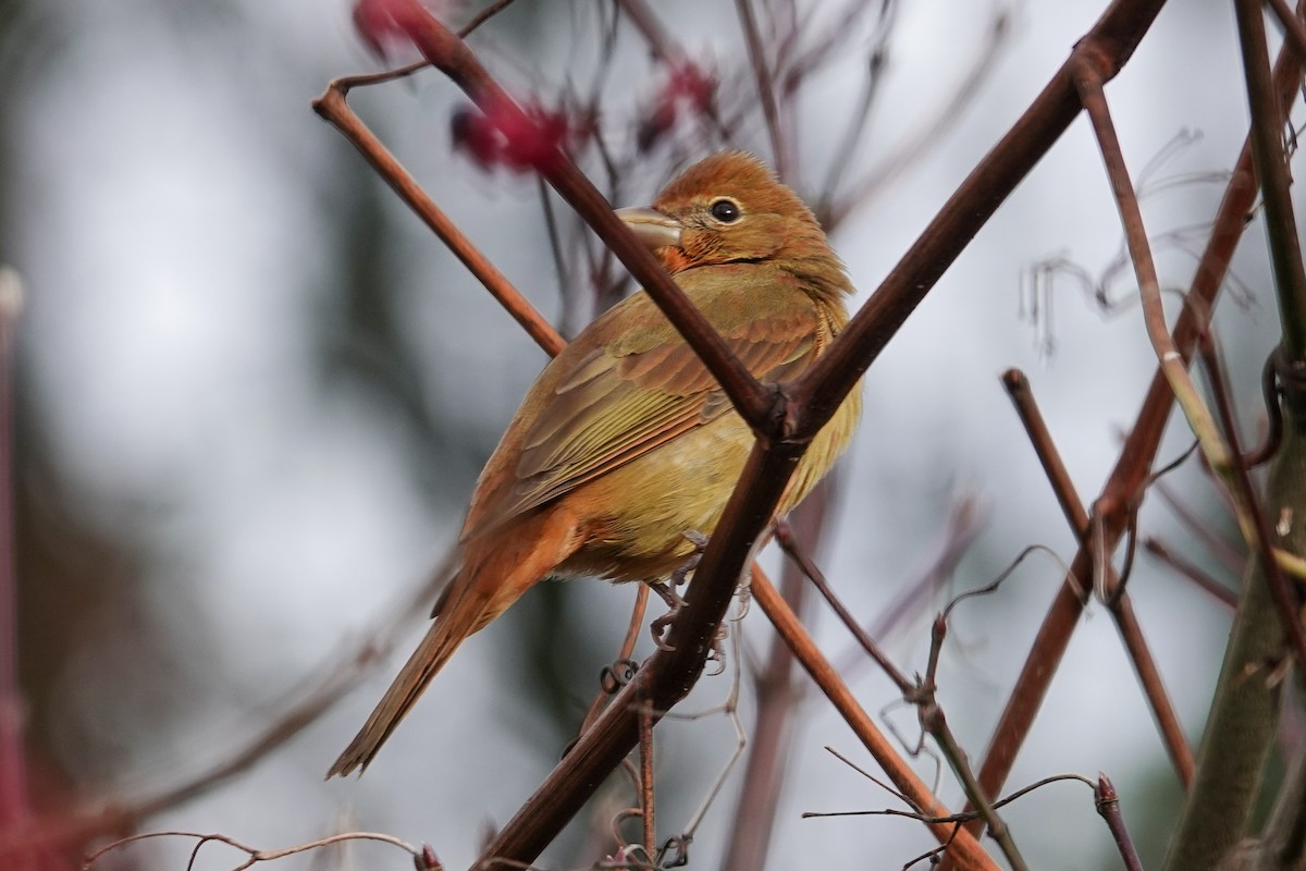 Kırmızı Piranga - ML647542225