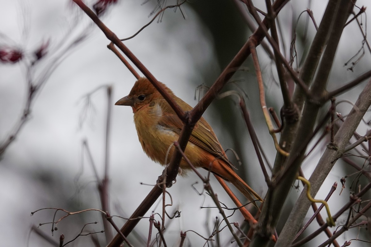 Kırmızı Piranga - ML647542226