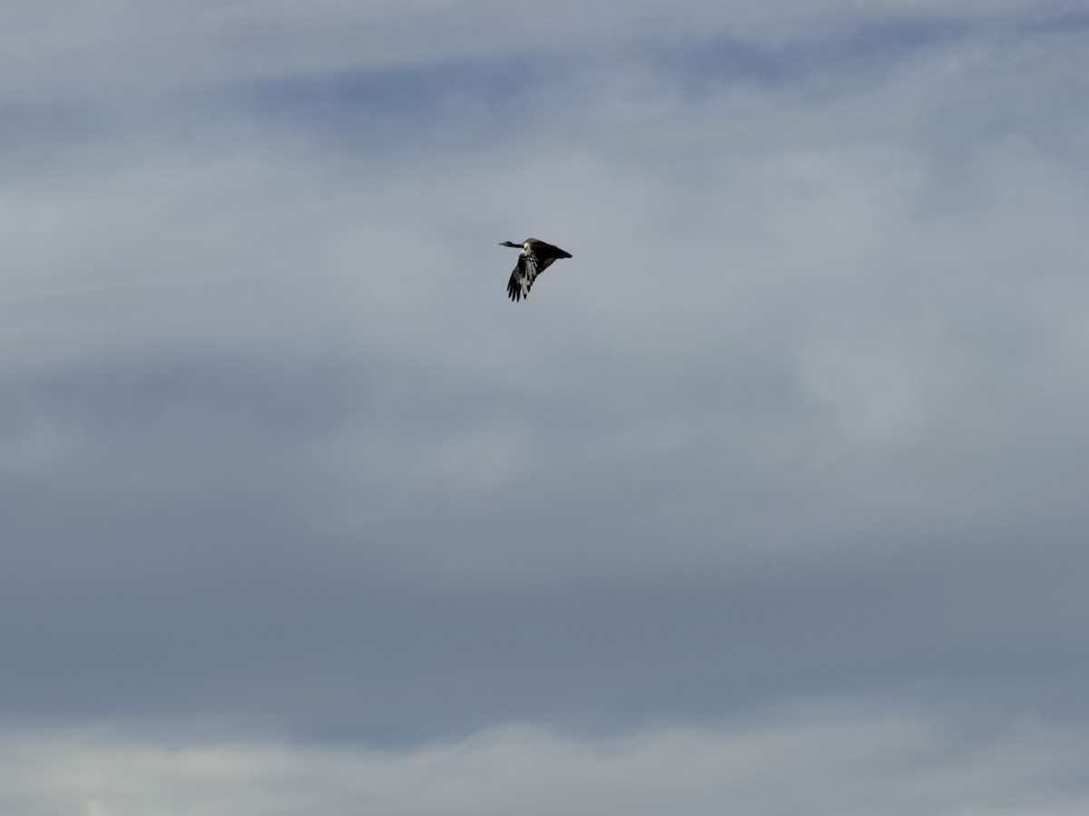 Ludwig Toyu - ML647542227