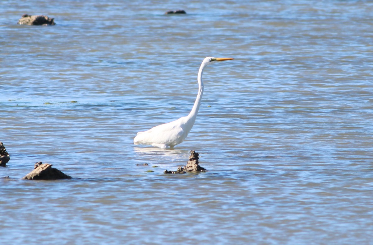 Büyük Ak Balıkçıl (modesta) - ML647542228