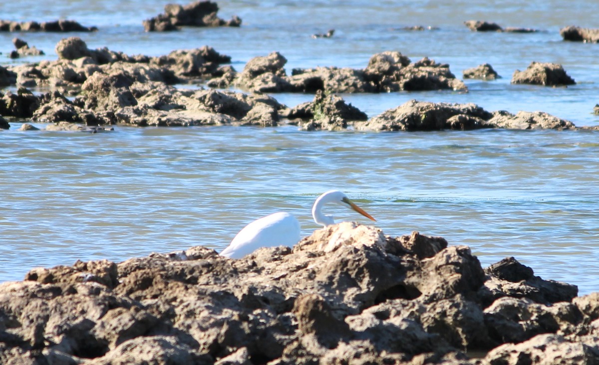 Büyük Ak Balıkçıl (modesta) - ML647542229