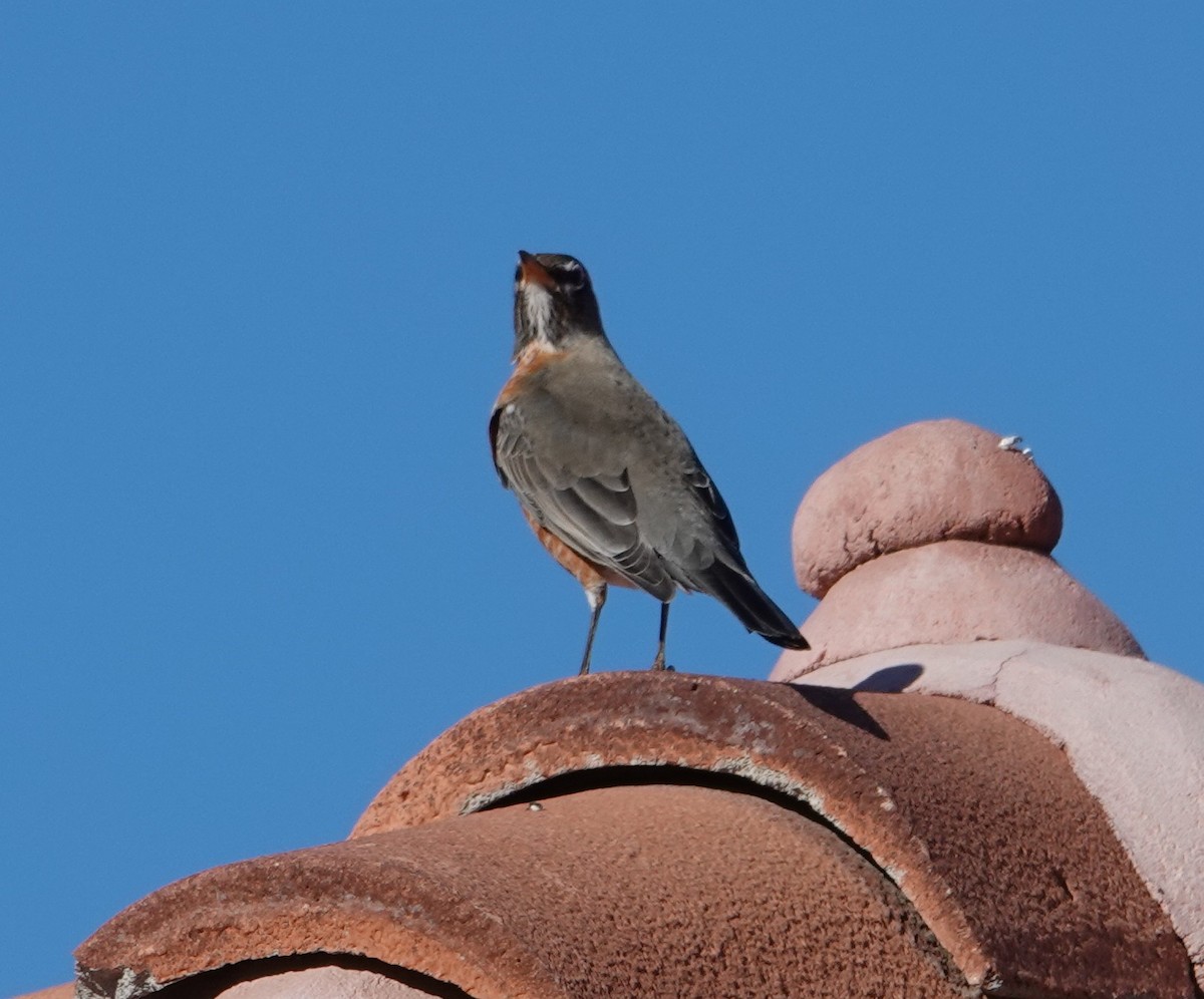 Göçmen Ardıç - ML647542230