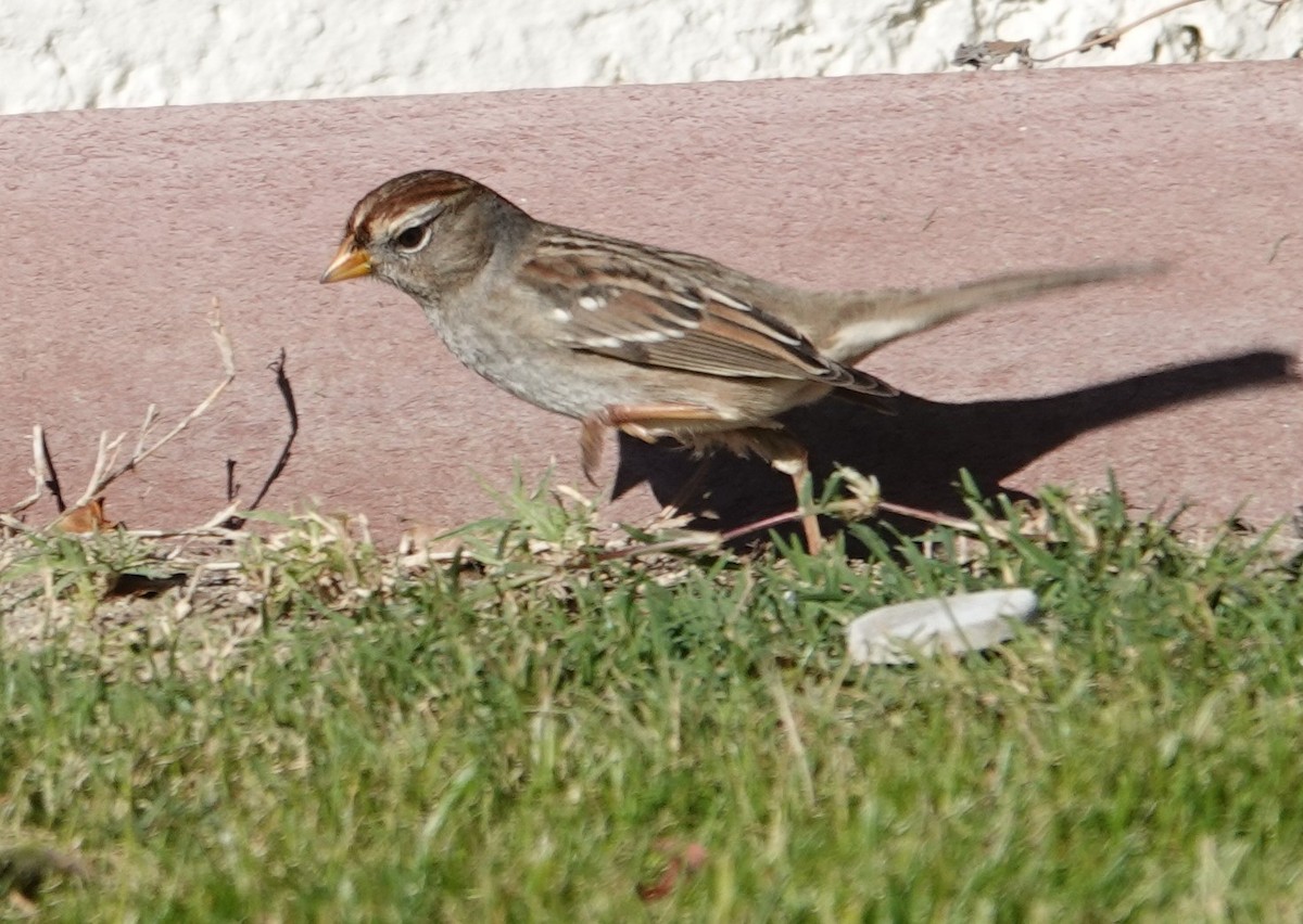 Porsuk Serçesi - ML647542231