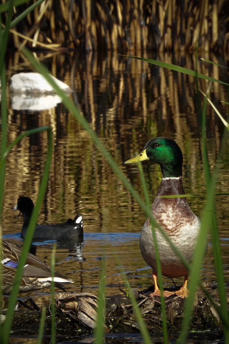 Yeşilbaş - ML647542232