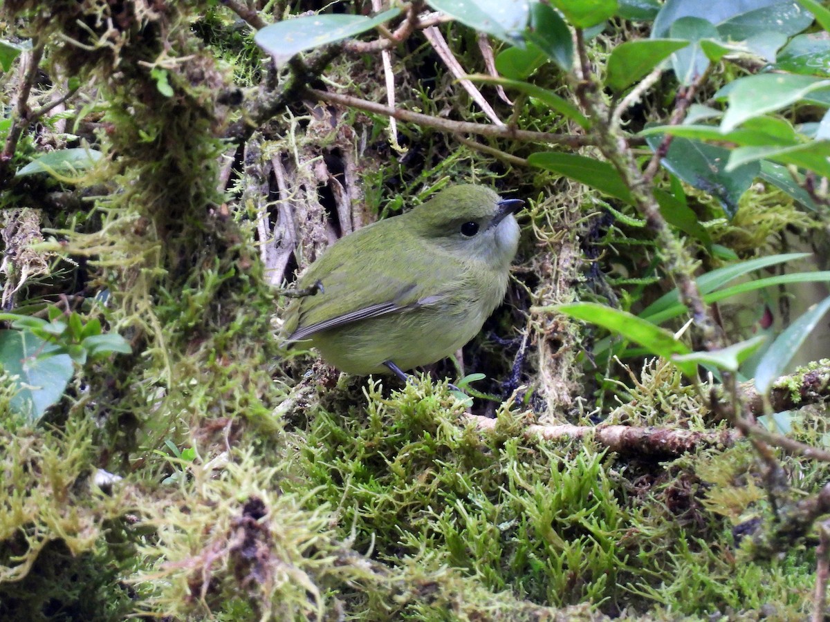 Ak Yakalı Manakin - ML647542233