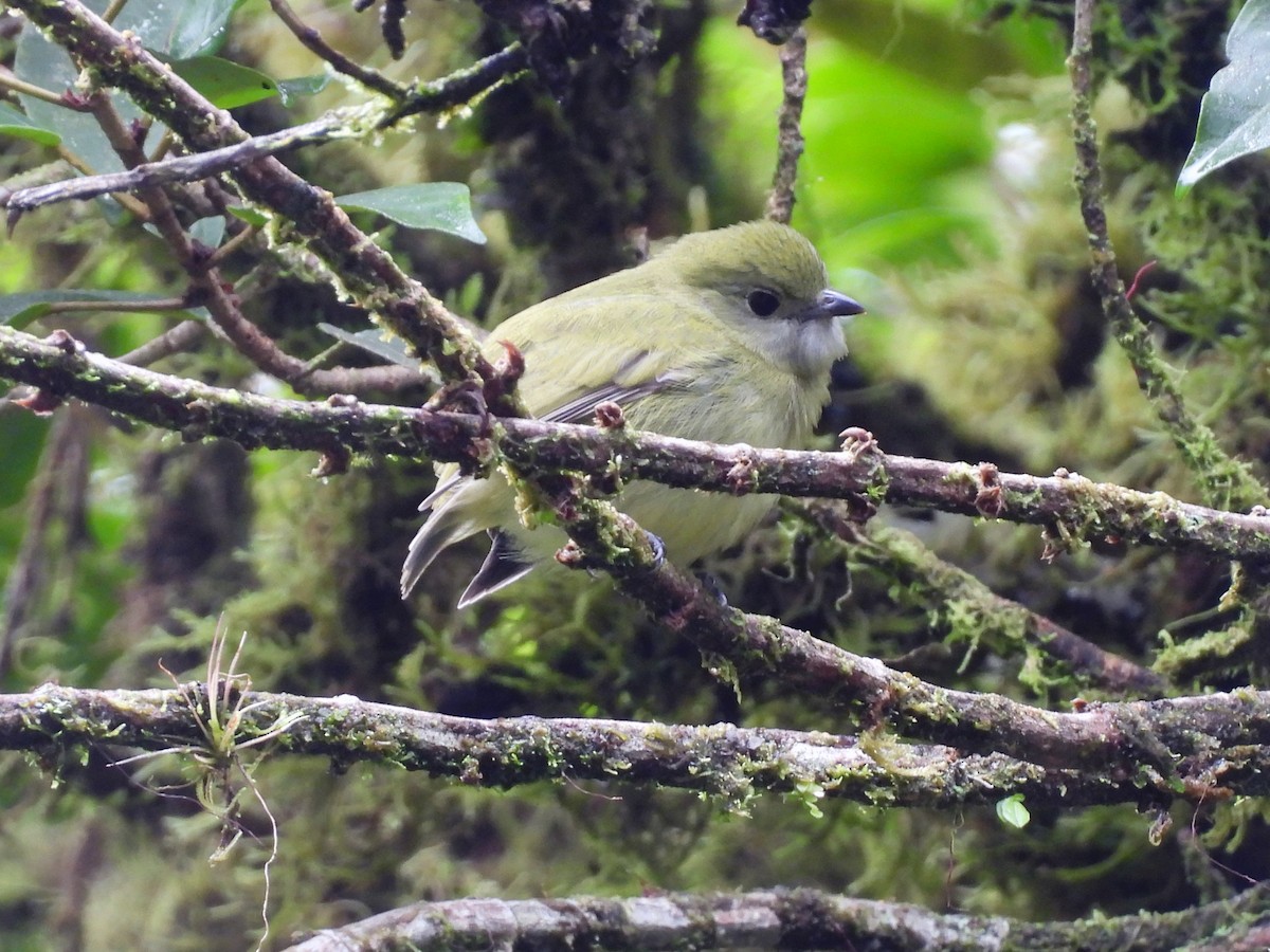 Ak Yakalı Manakin - ML647542234