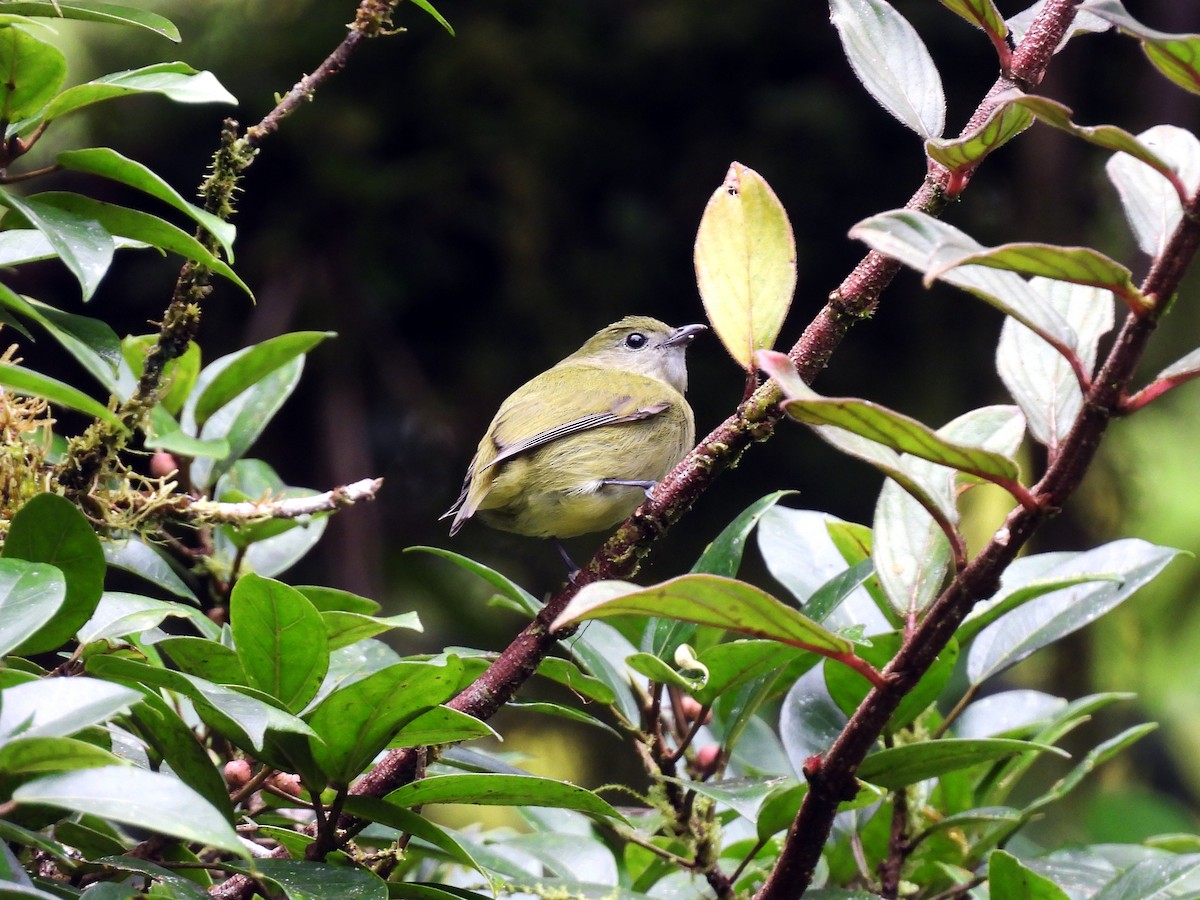 Ak Yakalı Manakin - ML647542238