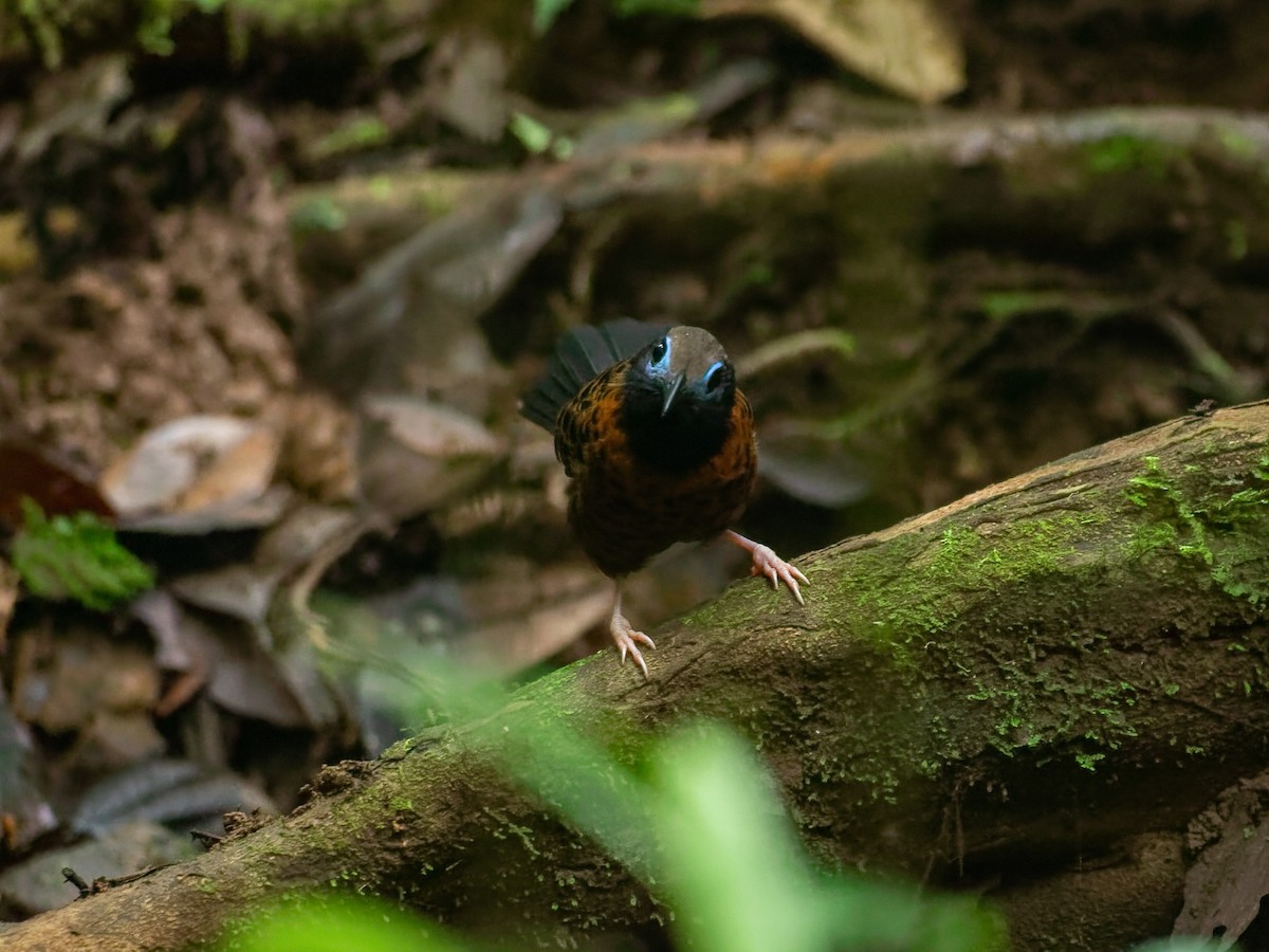 blåmaskemaurvokter - ML647542240