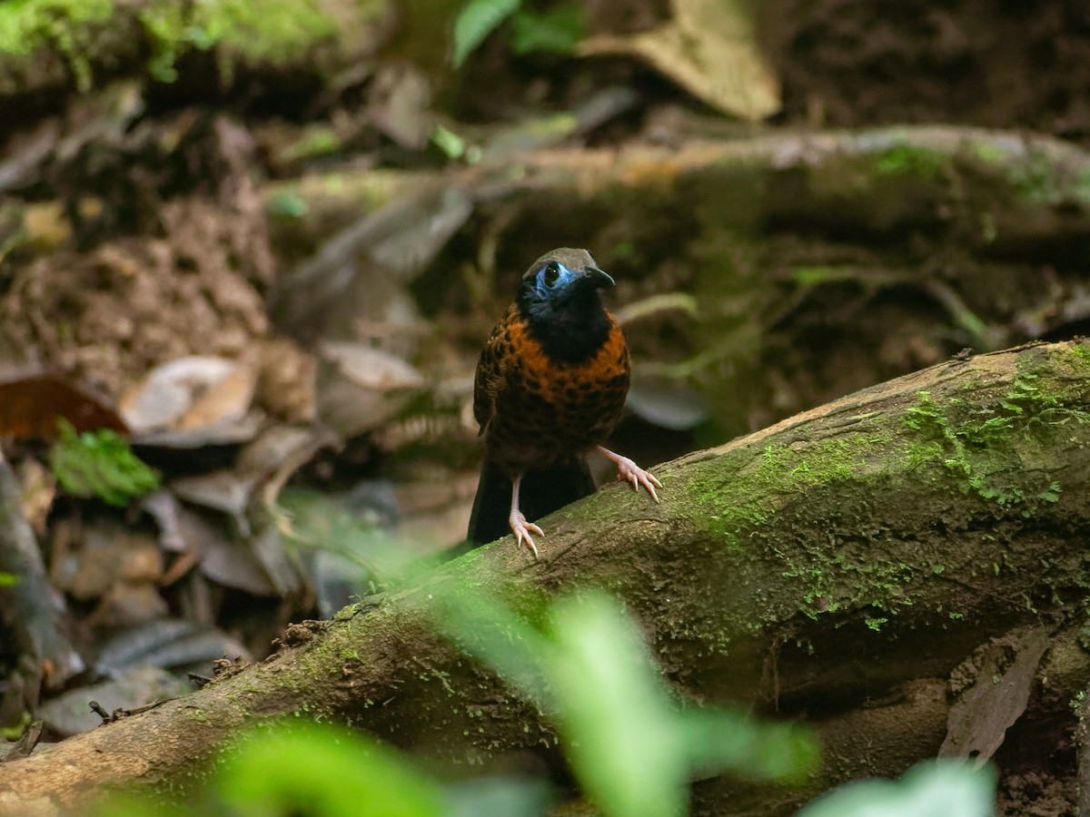 blåmaskemaurvokter - ML647542241