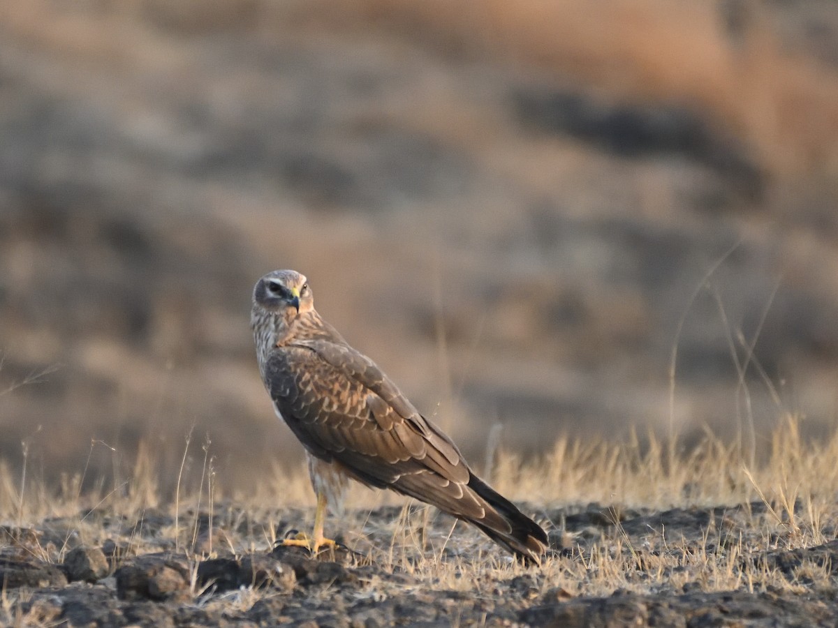 Aguilucho Papialbo - ML647542260