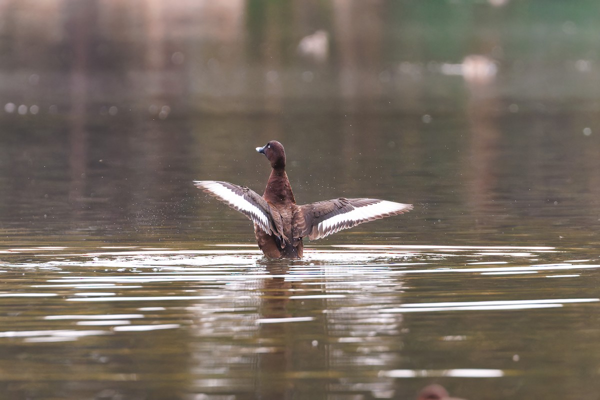 Hardhead - ML647542264