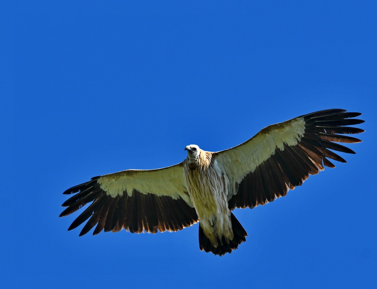 נשר הימלאיה - ML647542265