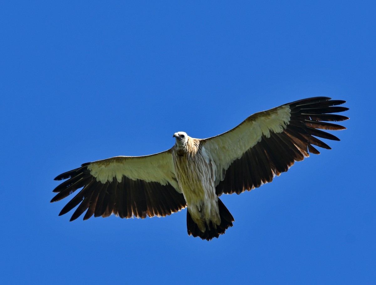 נשר הימלאיה - ML647542266