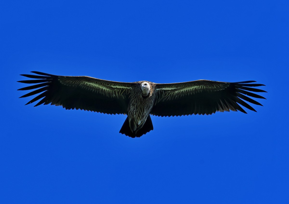 נשר הימלאיה - ML647542267