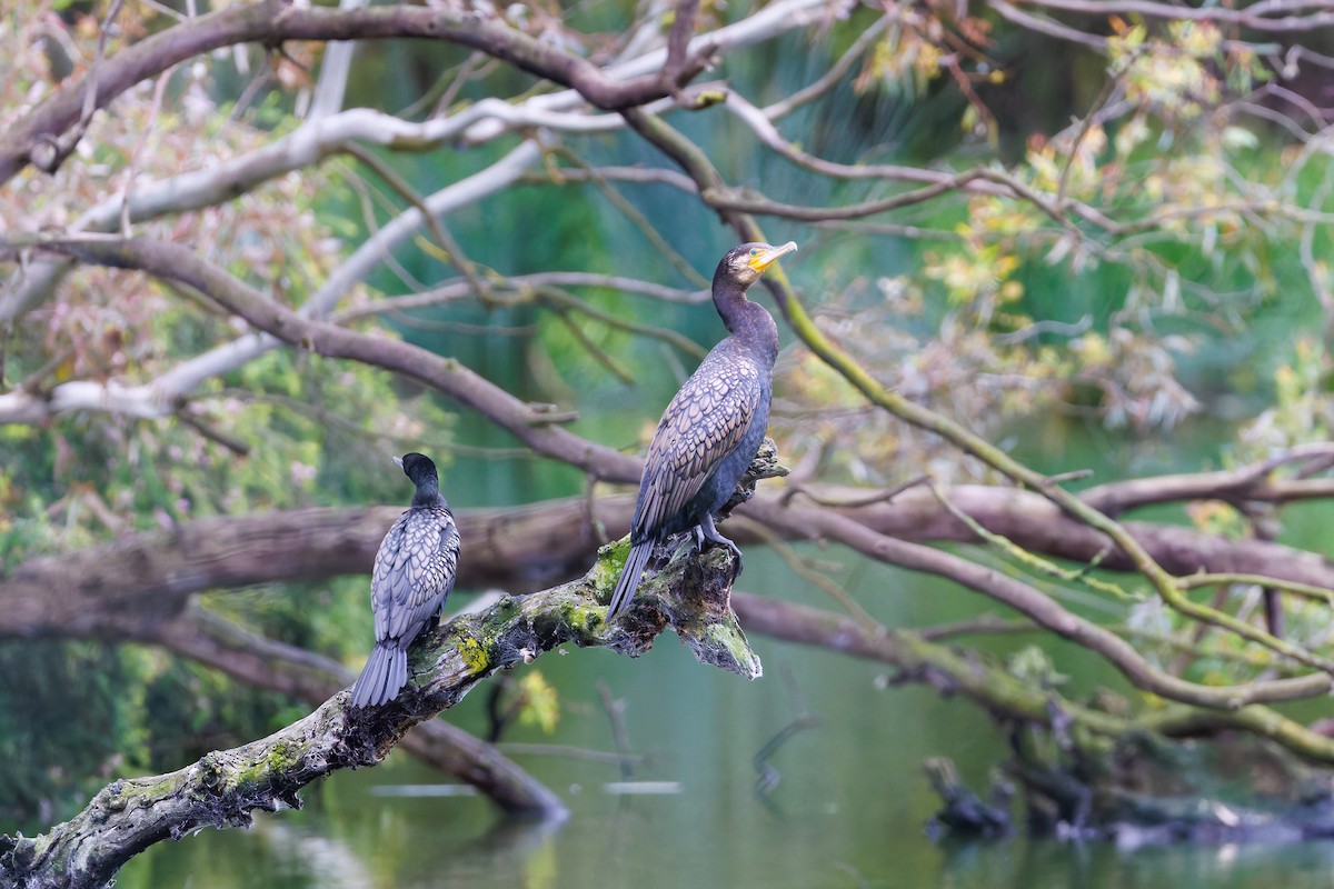 Great Cormorant - ML647542275