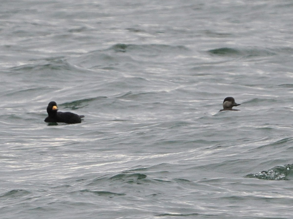 amerikasvartand - ML647542278