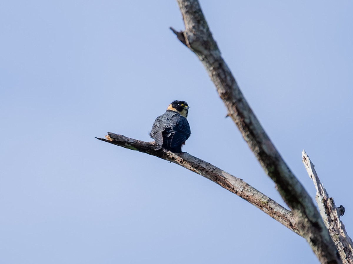 Fledermausfalke - ML647542287