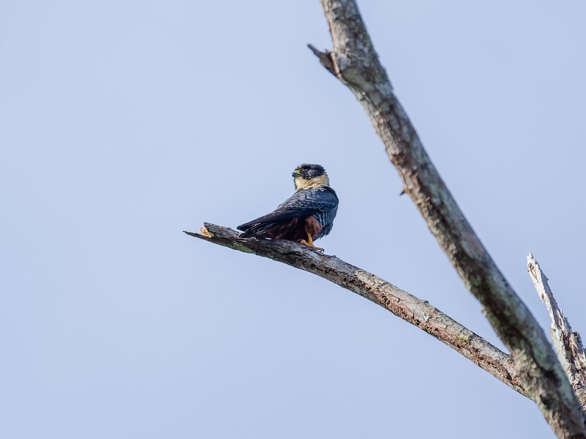 Fledermausfalke - ML647542288