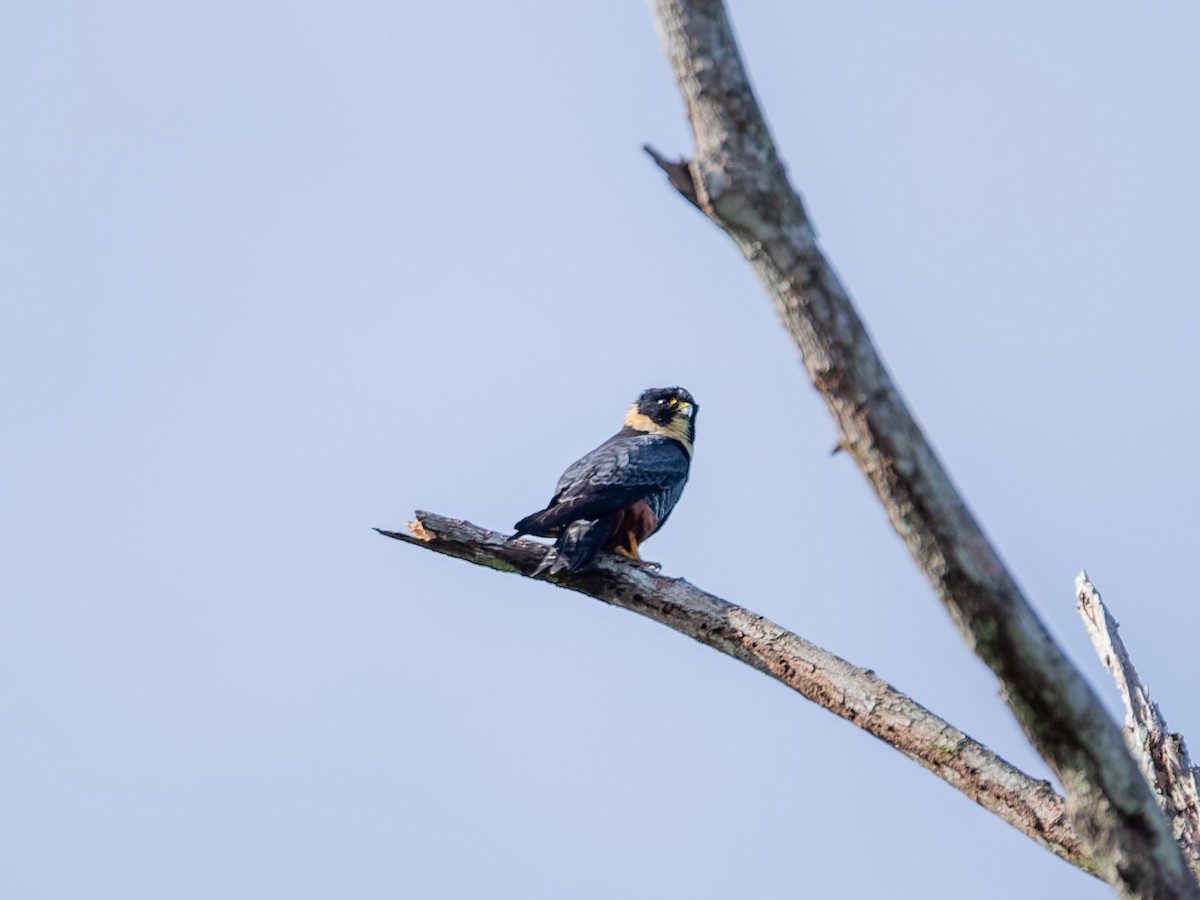 Fledermausfalke - ML647542289