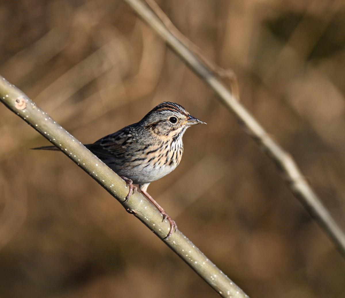 Lincolnammer - ML647542290