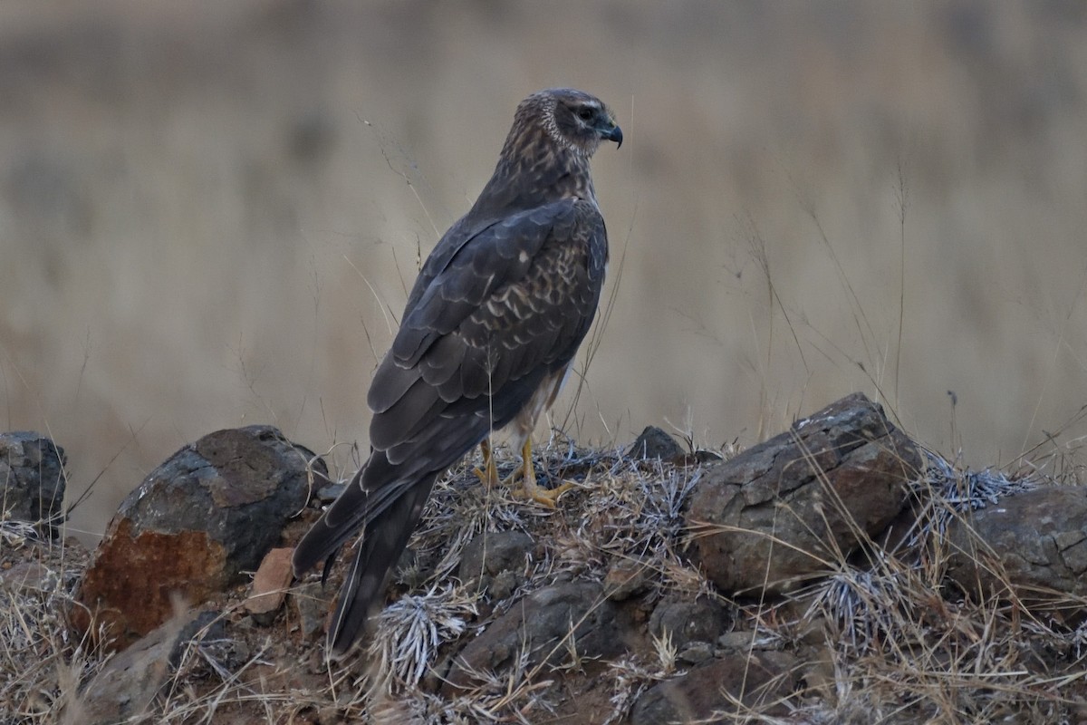 Wiesenweihe - ML647542291