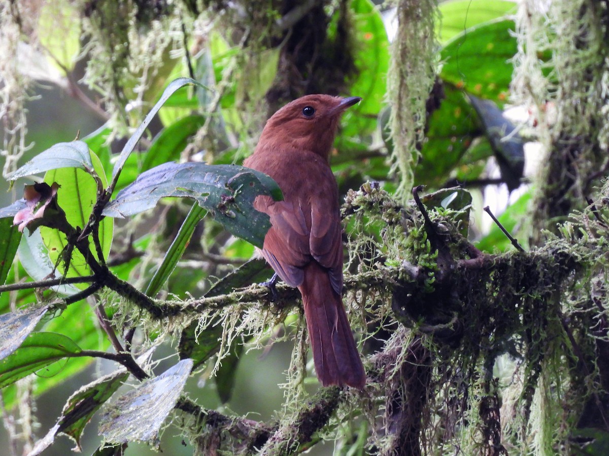 Zimtschmucktyrann - ML647542292