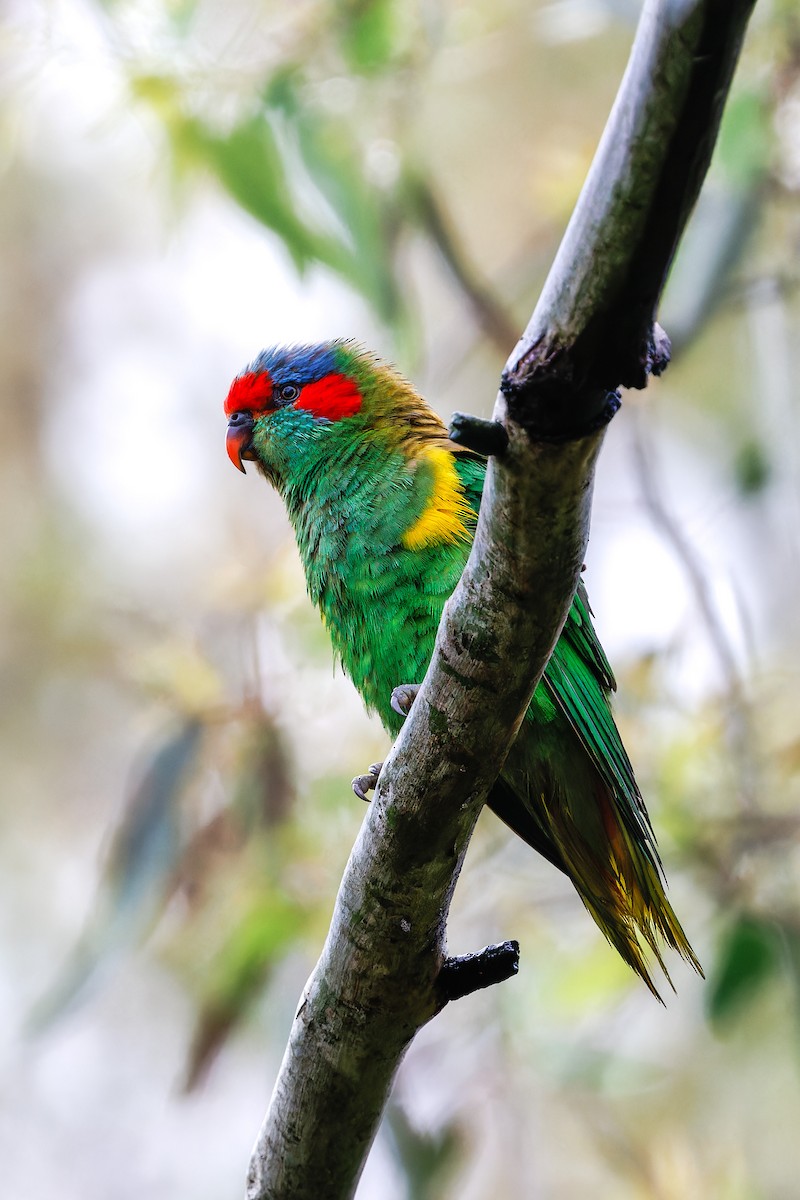 Moschuslori - ML647542293