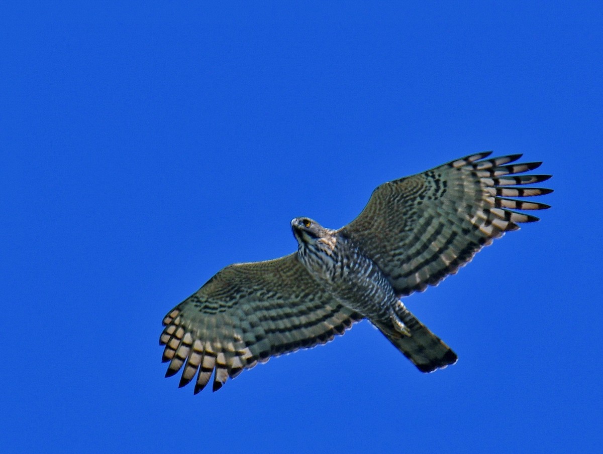 Berghaubenadler - ML647542294