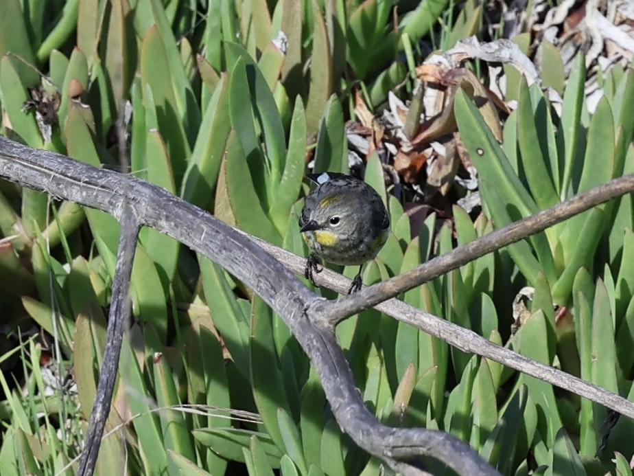 Kronenwaldsänger - ML647542295