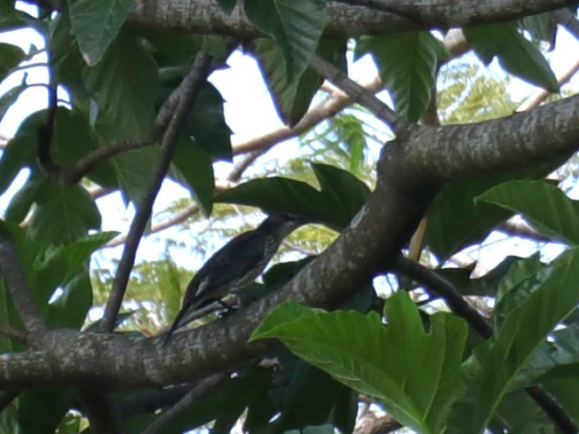 Malaienstar - ML647542296