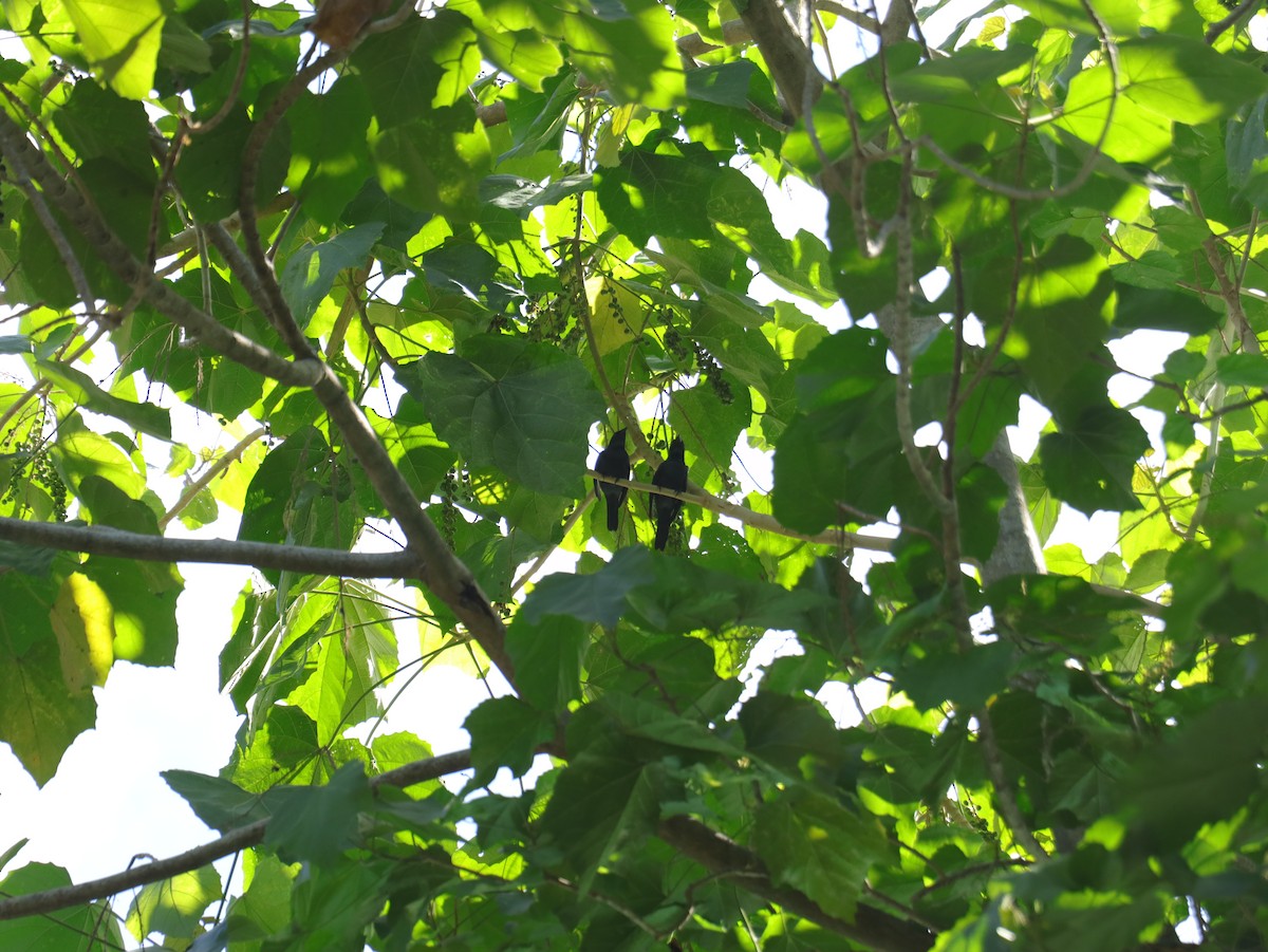 Malaienstar - ML647542297