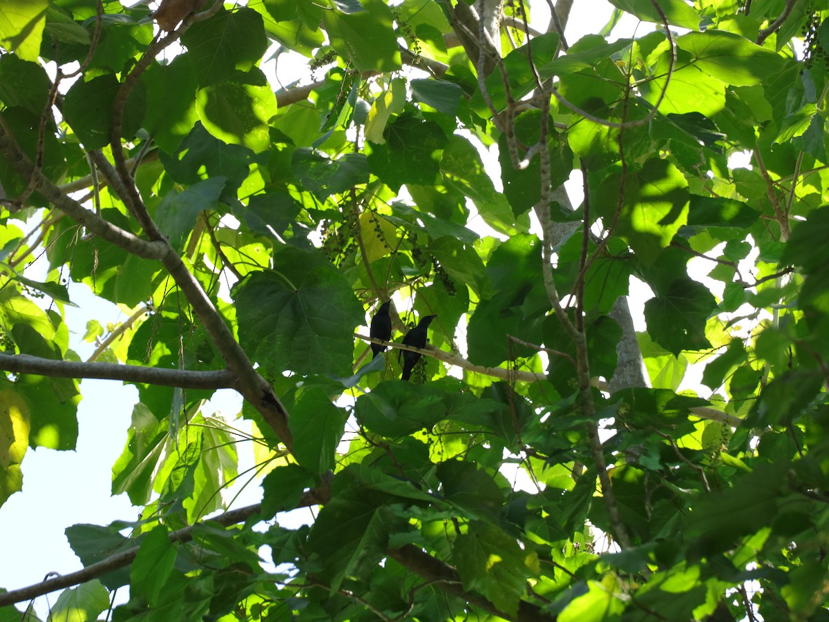 Malaienstar - ML647542298