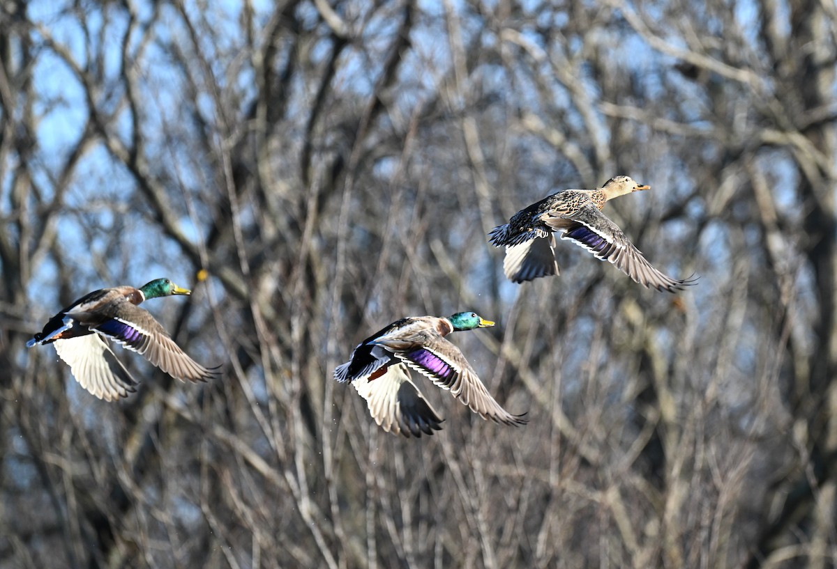 Stockente - ML647542300