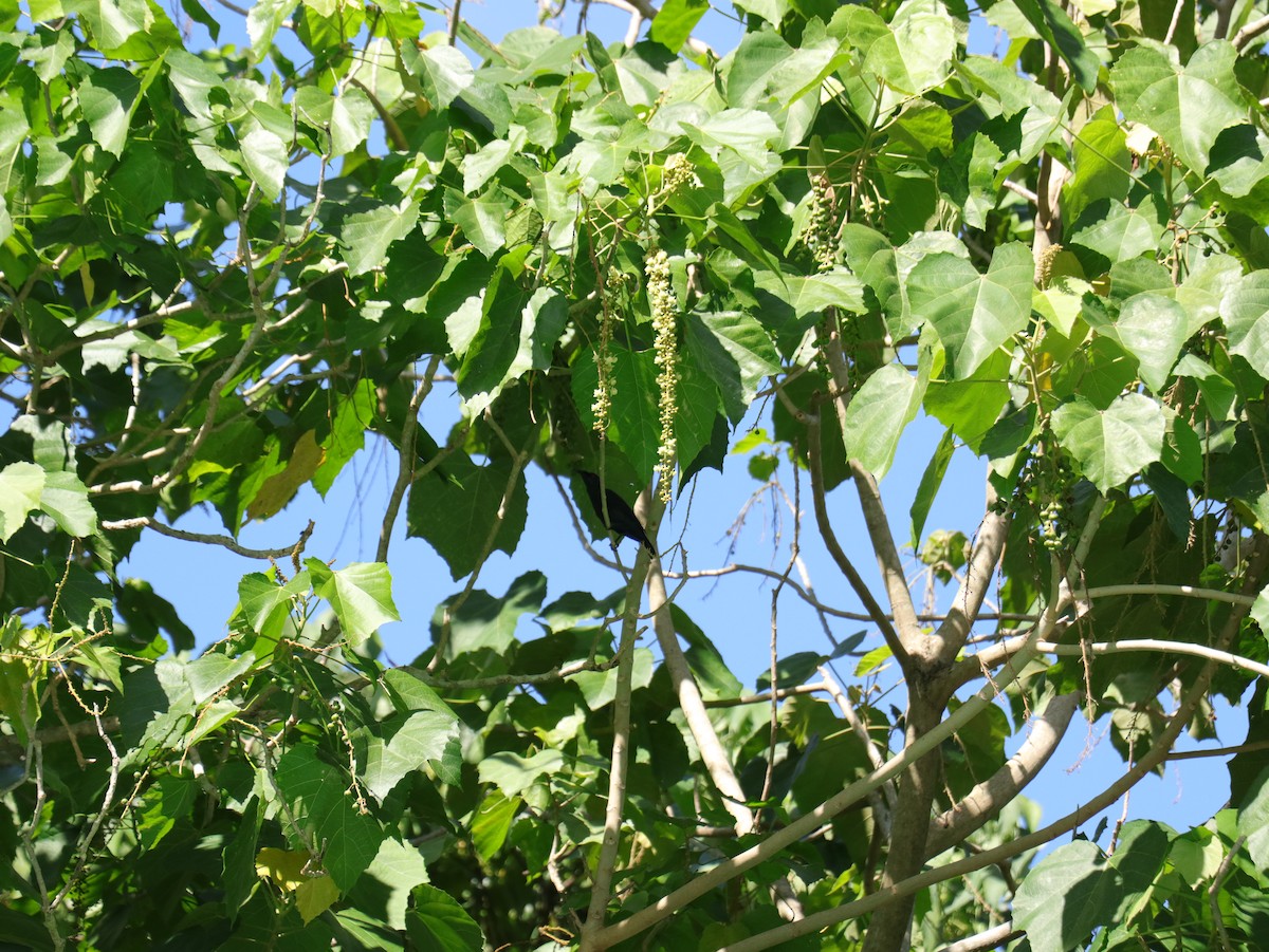 Malaienstar - ML647542302