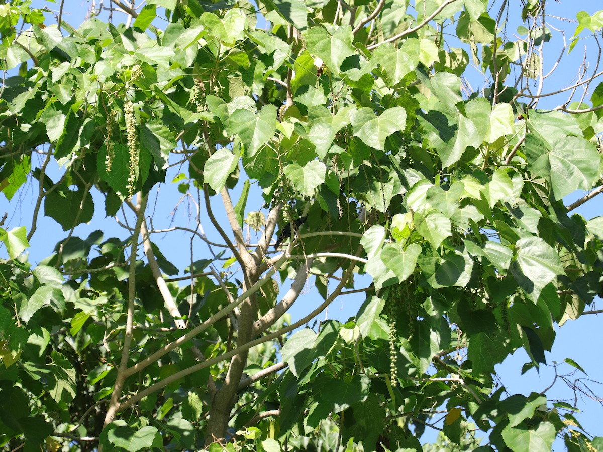 Malaienstar - ML647542303