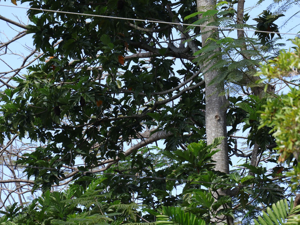 Malaienstar - ML647542304