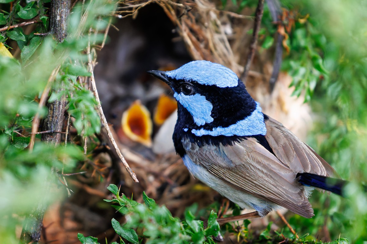 Prachtstaffelschwanz - ML647542305