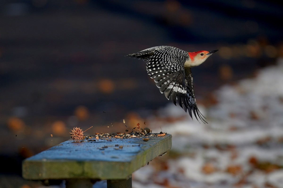 Carolinaspecht - ML647542306