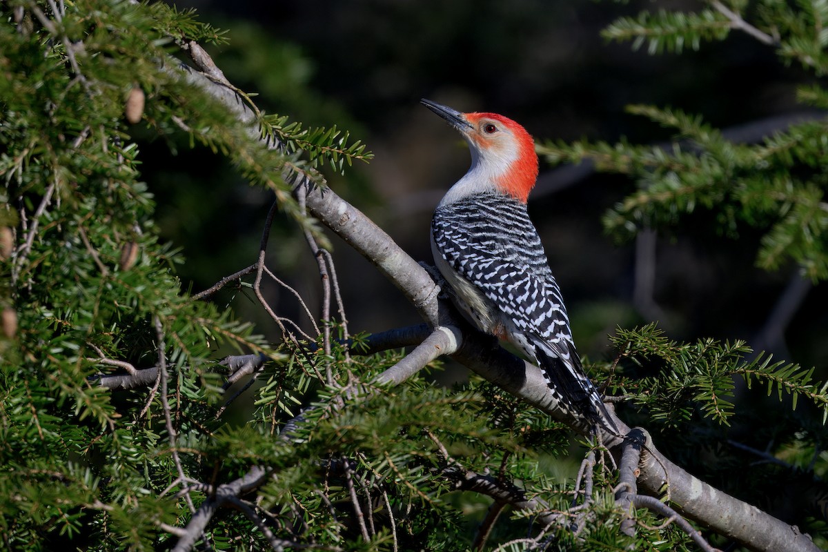 Carolinaspecht - ML647542308