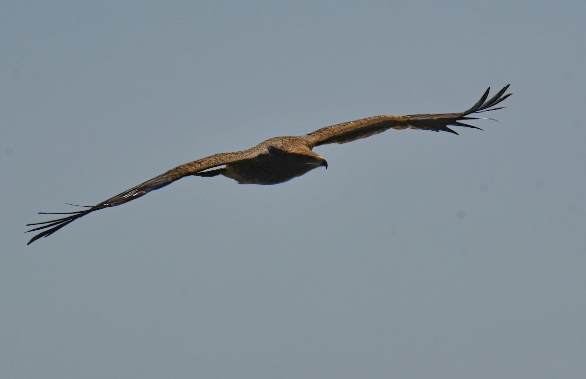 Steppenadler - ML647542309