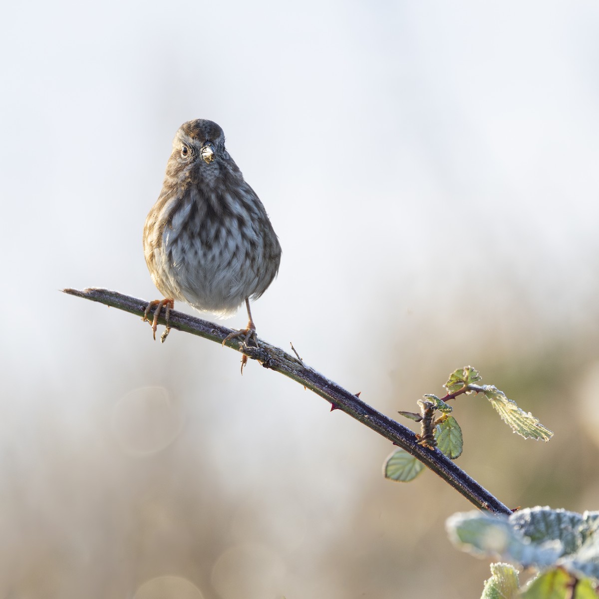 Singammer - ML647542310