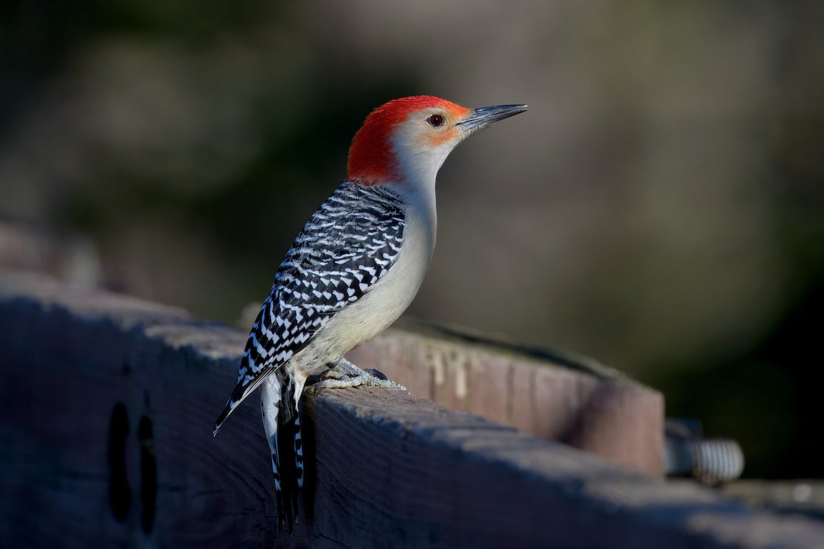 Carolinaspecht - ML647542311