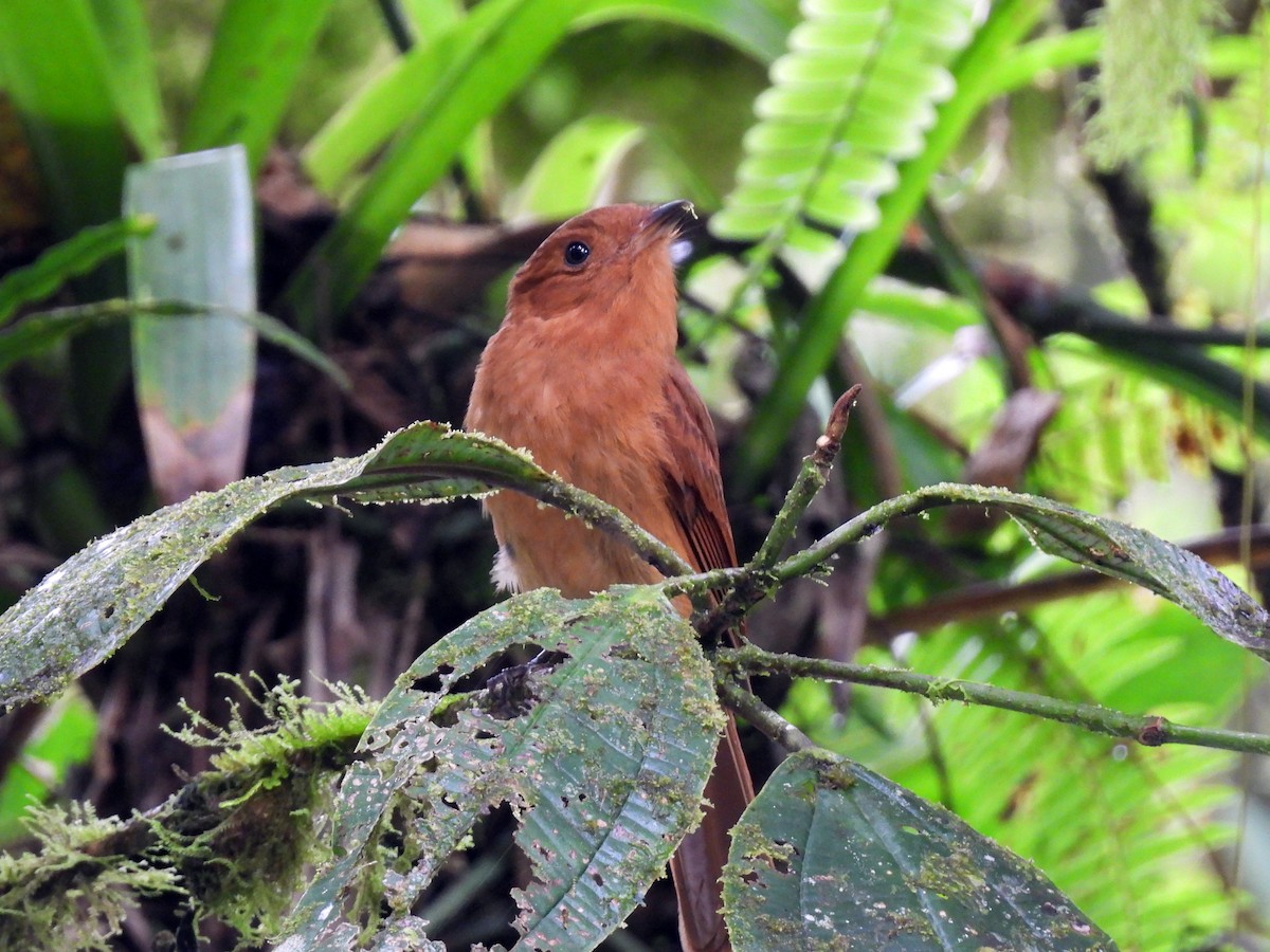 Zimtschmucktyrann - ML647542312